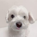 똘이엄마수제간식 이미지