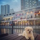 (단기)반려동물 펫시터(자격증) | 펫시터자격증 현실 총정리｜비용·취업·난이도까지 한 번에