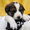 구삼이