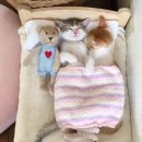 냥스타그램 이미지