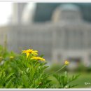 서울프라자 횡단보도 이미지