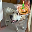 꾸밤꾸밤 이미지