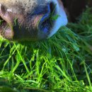 한우사육 이미지