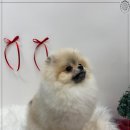 멍그루밍 이미지