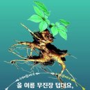 도방고리(道傍苦李) 이미지
