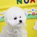 루이 펫 살롱 이미지