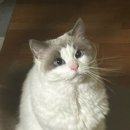 투머치큐트