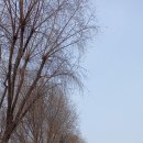 토성1농로 Daum카페