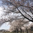 어사교차로 | [충남 천안 여행] 드라이브하기 좋은 '북면위례벚꽃길'