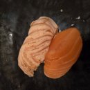 29 | 대구 동성로 초밥 맛집 '도마 29' 후기