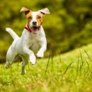 단장면 반려동물지원센터 이미지