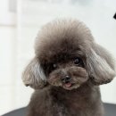 피카소 동물병원 이미지