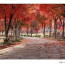 내장산 단풍생태공원 이미지