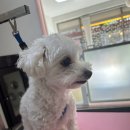 멍키매직 이미지