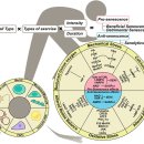 Diverse Roles of Cellular Senescence in Skeletal Muscle Inflammation, Regen 이미지