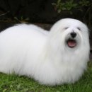 꼬동이네 이미지