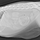 백호동물병원 이미지