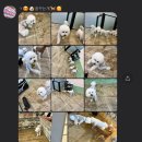 꿈꾸는개 이미지