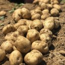 감물농장 이미지