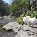 댕댕이계곡펜션 이미지