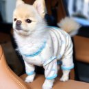 해피 쇼핑하우