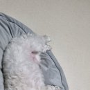 개중목욕탕 이미지