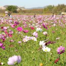 &#34;무료 입장에 주차비도 없다니&#34;.. 국화·코스모스·핑크뮬리로 채워지는 서울 근교 힐링 명소 이미지