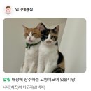 임자네,묭실