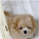 켄넬203 말티푸분양, 미니비숑분양 | 낯선 강아지와 마주한 산책길, 파주 켄넬203 말티푸분양, 미니비숑분양