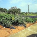 화수리농장 이미지