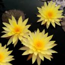 핀 와리 하디 수련(Pin Waree Hardy Water Lily) 이미지