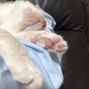 고덕24시 동물병원 이미지
