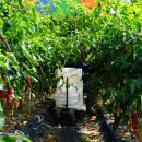 하늘샘농장 이미지