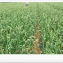 초야농장 이미지