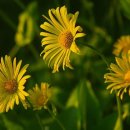 인천광역시부평시장역점 이미지