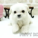 코리아 퍼피 이미지