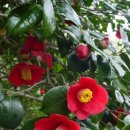 동백여인숙 이미지