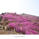 제13회 정기산행 여수 영취산(510m) 진달래산행＜ 휴산합 니다.＞ 이미지