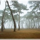 소나무 군락지 이미지