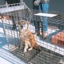 들개농장 이미지