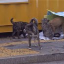 들개농장 이미지