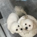 마마펫살롱 이미지