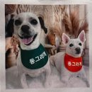 동그라개 이미지