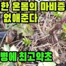 갯기름나물(식방풍)―풍으로 인해 몸이 굳어지는 마비증상 치료 및 신체 각 부분의 통증을 깨끗하게 없애준다 조회수 2만회 3년 전 이미지