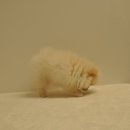 유올펫 강아지고양이 청주점 네이버블로그