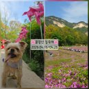 영신교회 | 2026 불암산 철쭉제 주말 방문 후기 개화 상태 주차정보