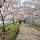 4월5일(무박)여수 영취산(진달래산행)&향일암 금오산일출& 순천시 동천 벚꽃 이미지