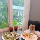 트윈트리2 | 실내 애견 동반 가능한 남양주브런치맛집 트윈트리 방문 후기