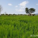 강나루생태공원 이미지