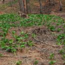 청산사슴농장 이미지